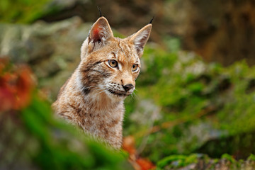 Lynx in the forest. Sitting Eurasian wild cat on green mossy stone, green in background. Wild cat in ther nature habitat, Czech, Europe.