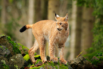 Fototapeta premium Lynx in the forest. Walking Eurasian wild cat on green mossy stone, green trees in background. Wild cat in nature habitat, Czech, Europe. Wildlife scene from nature. Beautiful fur coat animal.