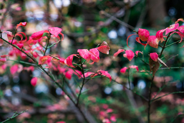 Green branches with pink and red leaves