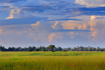 Beautiful white clouds on the blue sky above the green savannah in Africa. Wet rainy season in Moremi, Okavango delta, Botswana. African summer landscape.