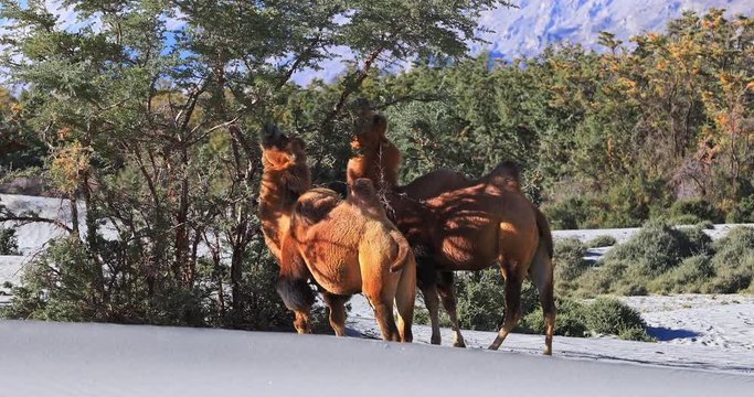 Wild camels in Nubra Valley desert, Ladakh, north India feed on tree berries