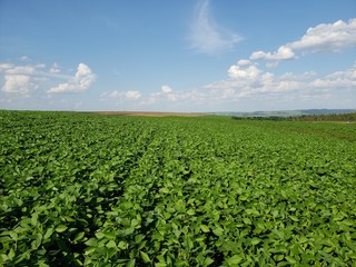 Soy field with blue sky and clouds