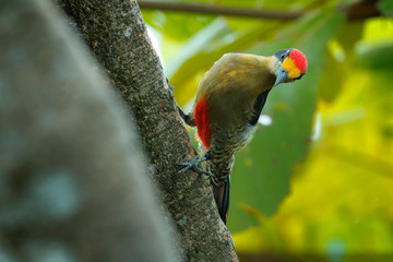 Golden-naped woodpecker, Melanerpes chrysauchen, sitting on tree trink with nesting hole, black and red bird in nature habitat, Corcovado, Costa Rica. Birdwatching, South America. Bird in the green.