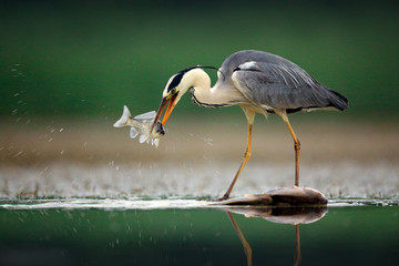 Heron with fish. Grey Heron, Ardea cinerea, blurred grass in background. Heron in the forest lake....