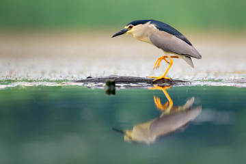 Night heron, Nycticorax nycticorax, grey water bird sitting in the water, Hungary. Wildlife scene from nature. Bird in the water.