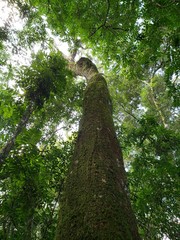  Majestic tree