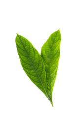 Obraz premium Phlogacanthus pulcherrimus Close up