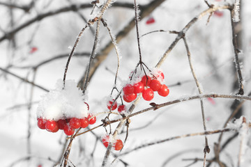 Viburnum In The Snow. Beautiful winter