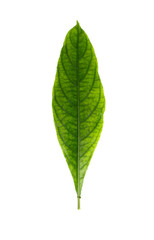 Obraz premium Phlogacanthus pulcherrimus Close up