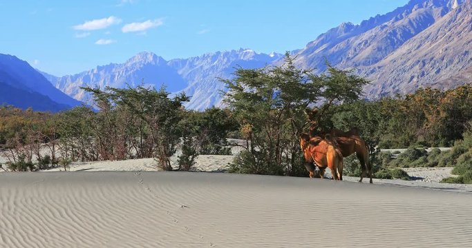 Himalaya highland mountain desert Nubra Valley in Ladakh. Camels on sand dunes