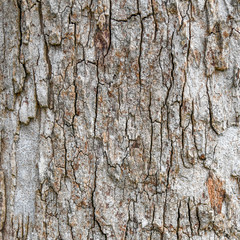 Tree bark textured and background. Cracked wood texture. Nature background.