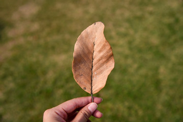 Hand holding a dry leaf on sunlight and green grass background. Brown dry leaf textured.