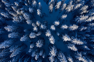 Aerial drone view of snow covered forest