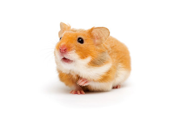 hamster looking