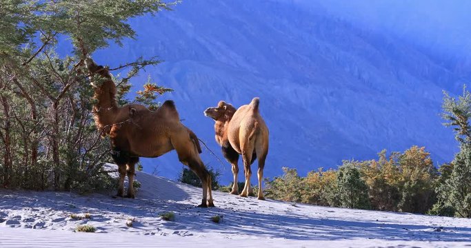 Arid dry climate and hot weather of desert in Ladakh. Camels hide in bush forest