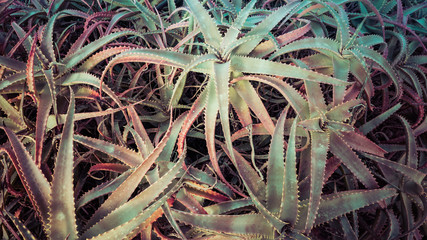 Green Desert Plants Aloe Cacti