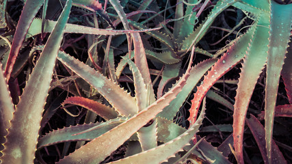 Green Desert Plants Aloe Cacti