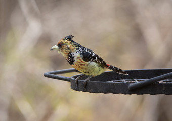 Crested Barbet