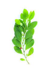 Erythroxylum coca Close up