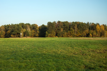 A large meadow, autumn forest and clear sky