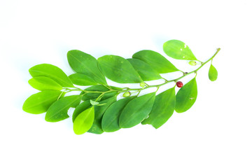 Erythroxylum coca Close up