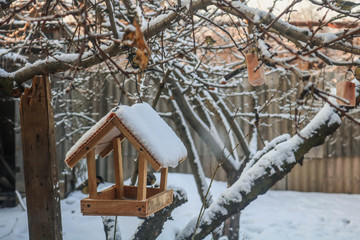 bird feeder in winter