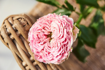 Cut rose lays on a wicker vase or chair, single bud of pink rose