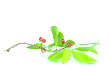 Erythroxylum coca Close up