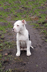 Niedlicher Hunde Welpe Bulldogge