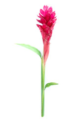  Red Ginger Close up