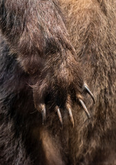 Big Brown Bear paw close-up. Bear nails and fur