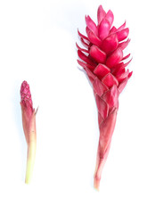  Red Ginger Close up