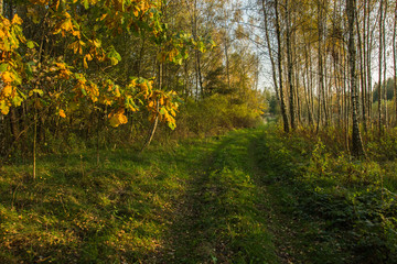 Road through the autumnal colorful forest