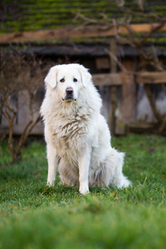 White Slovak Cuvac dog sitting outside, guarding garden