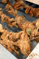Dried tobacco leaves hooked on a rope. Wooden hanger for drying tobacco.