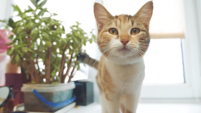 the cat tries to get off the window sill meows. slow motion video. tricolor cat pet lifestyle concept