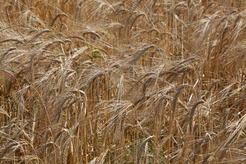 Barley ready to crop
