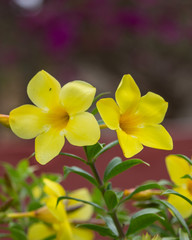 Yellow trumpet flower