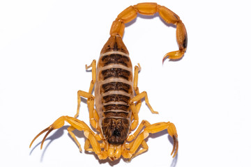 Tityus serrulatus, the most venomous scorpion in Brazil, is commonly known as yellow scorpion.