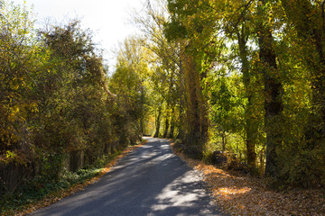 Bonita carretera secundaria entre sol y sombra flanqueada por vegetación y arbolado otoñal