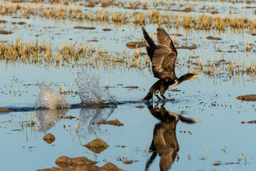 Great cormorant (Phalacrocorax carbo) taking off in a rice field in the natural park of Albufera, Valencia, Spain