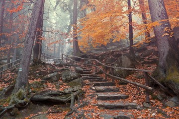 Obraz na płótnie Canvas Autumn forest scene