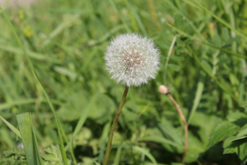 a round fluffy dandelion plant with a green background