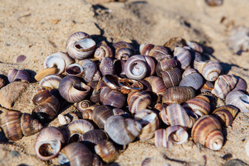 Two wedding rings on the sea snails shells background