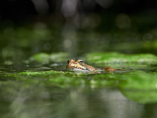 Frog leaning out to the surface of the water in the raft of a fountain in the Sierra de Enguera, Spain