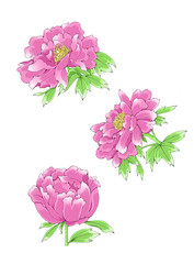 Colorful illustration of  peony flowers, isolated.