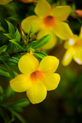 Yellow trumpet flower