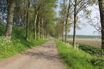 Fototapeta na wymiar a rural landscape in the dutch countryside of a country road with a lane of trees and a green verge with wild flowers in springtime
