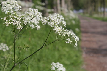 a white cow parsley in the roadside near a path in the countryside in spring