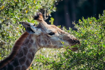Giraffe eating leaves from thorn tree in africa